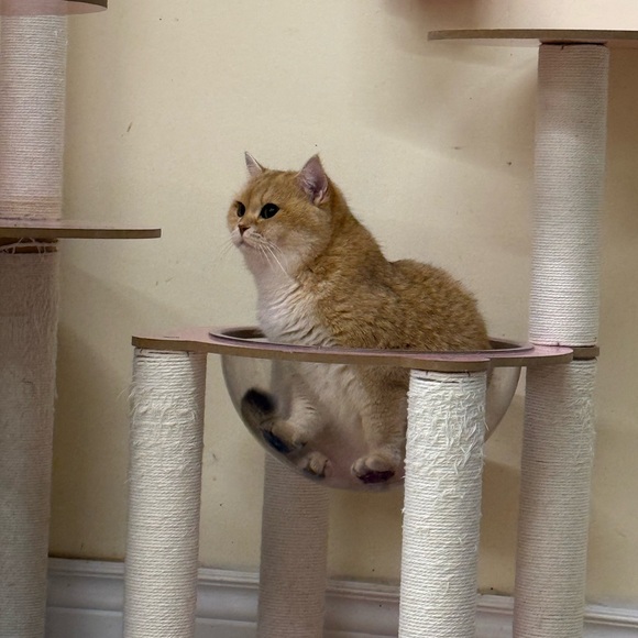 Meet your Posher, Kelly - Picture 1 of 1